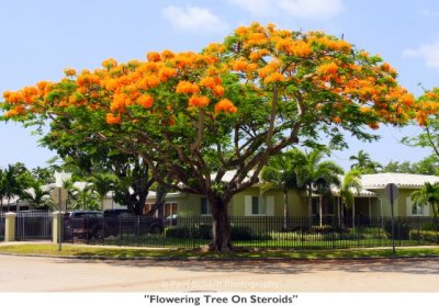 099 Flowering Tree On Steroids.jpg