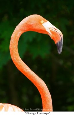 141 Orange Flamingo.jpg
