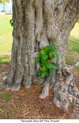 159 Growth Out Of The Trunk.jpg