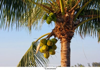 009 Coconuts.jpg