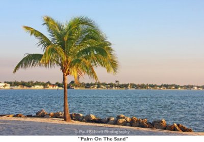 017 Palm On The Sand.jpg