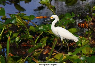 032 Everglades Egret MI.jpg