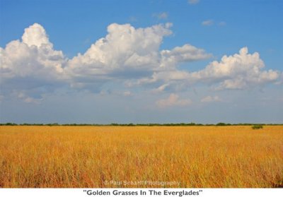 042 Golden Grasses In The Everglades.jpg