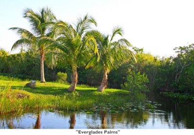 085 Everglades Palms.jpg