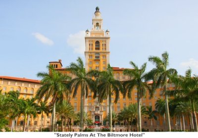 102 Stately Palms At The Biltmore Hotel.jpg