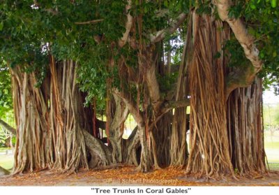 107 Tree Trunks In Coral Gables.jpg