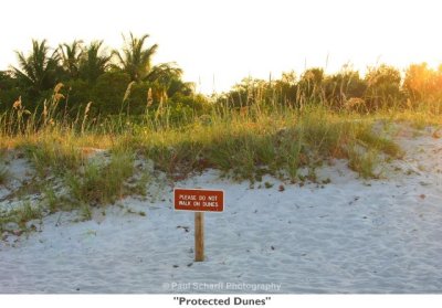 134 Protected Dunes.jpg