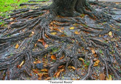 135 Textured Roots.jpg