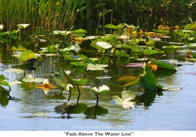 138 Pads Above The Water Line.jpg