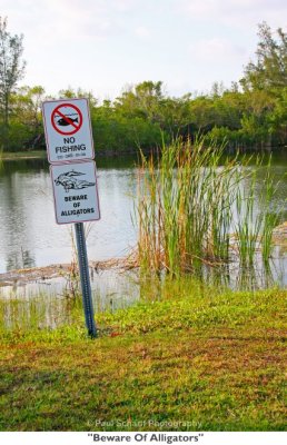 142 Beware Of Alligators.jpg