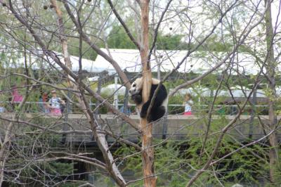 The famous baby panda