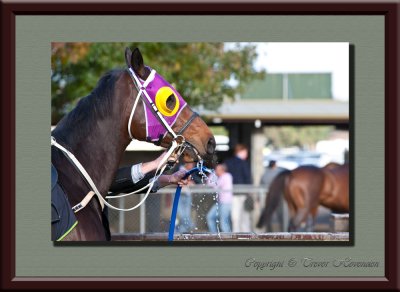 Warrnambool May Racing Carnival 2010