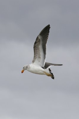 Pacific Gull 2.jpg