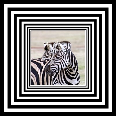 Zebra Framed