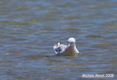 Slender-billed Gull