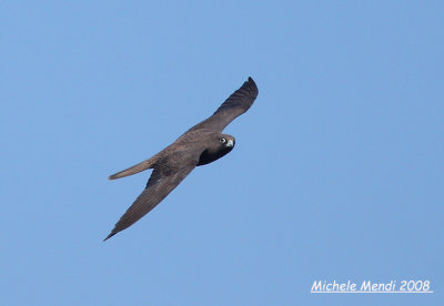 Eleonora's Falcon