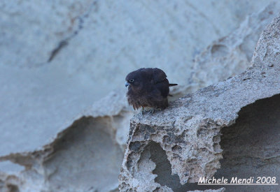 Eleonora's Falcon