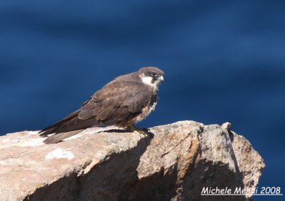 Eleonora's Falcon