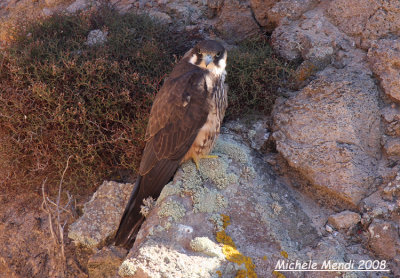 Eleonora's Falcon