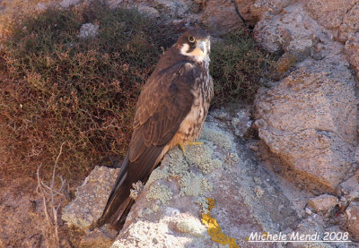 Eleonora's Falcon