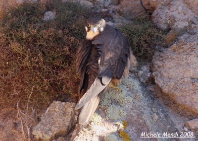 Eleonora's Falcon