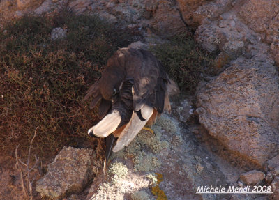 Eleonora's Falcon