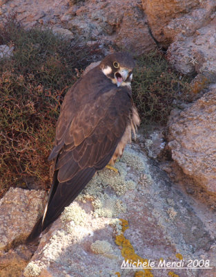 Eleonora's Falcon