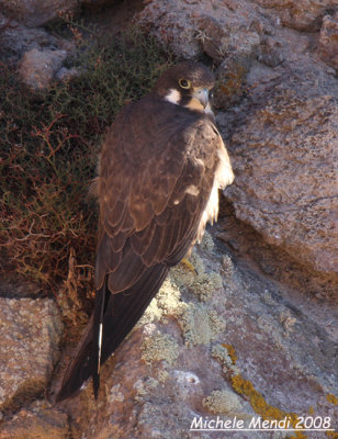 Eleonora's Falcon