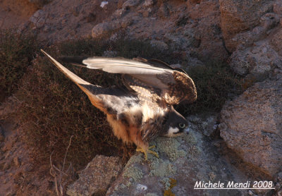 Eleonora's Falcon