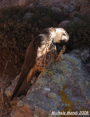 Eleonora's Falcon