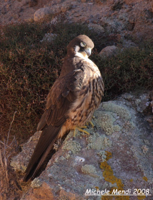 Eleonora's Falcon