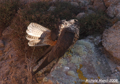 Eleonora's Falcon