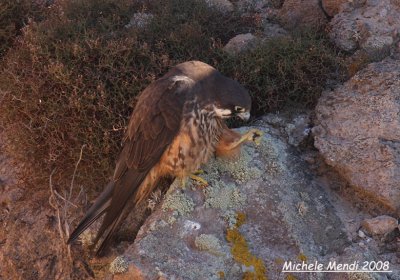 Eleonora's Falcon