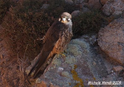 Eleonora's Falcon