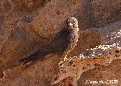 Eleonora's Falcon