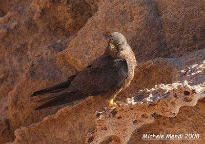 Eleonora's Falcon