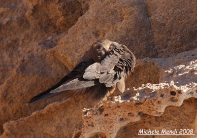 Eleonora's Falcon