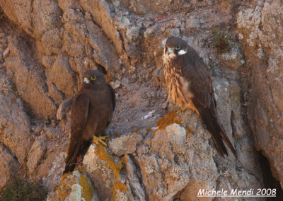 Eleonora's Falcons