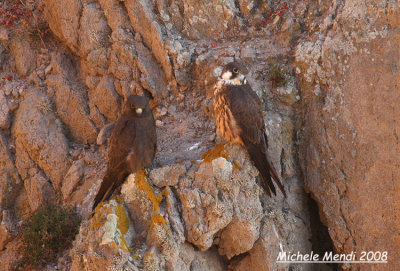 Eleonora's Falcons