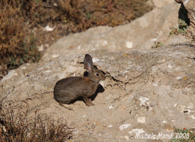 Oryctolagus cuniculus