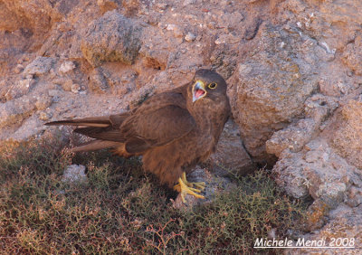 Eleonora's Falcon