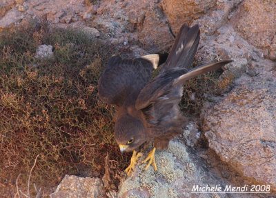 Eleonora's Falcon