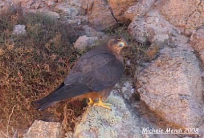 Eleonora's Falcon