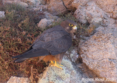 Eleonora's Falcon