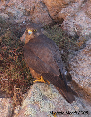 Eleonora's Falcon