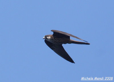 Eleonora's Falcon