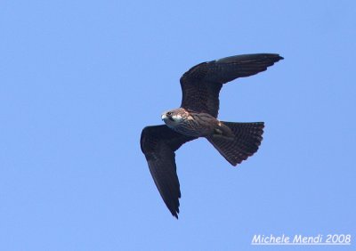 Eleonora's Falcon