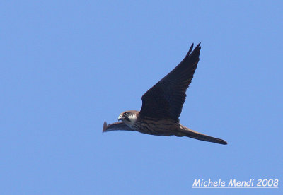 Eleonora's Falcon