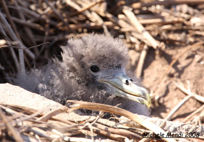 Cory's Shearwater juv.