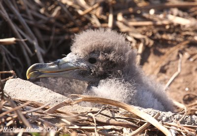 Cory's Shearwater juv.